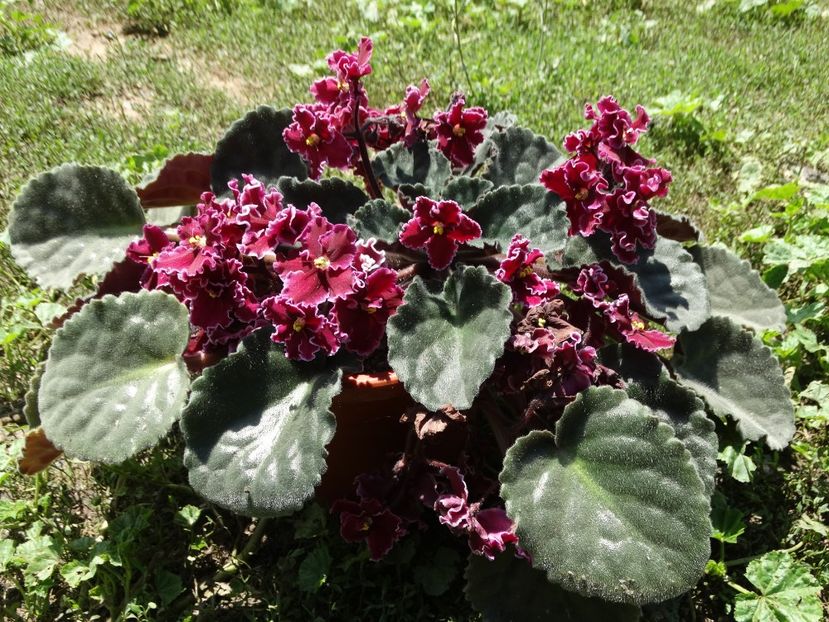  - Plante in ghiveci 2018