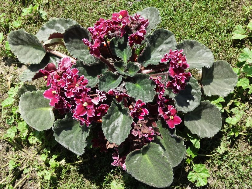 - Plante in ghiveci 2018