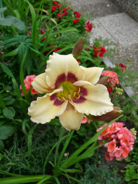  - Hemerocallis