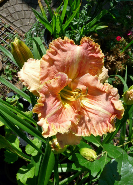  - Hemerocallis