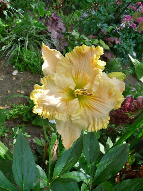  - Hemerocallis