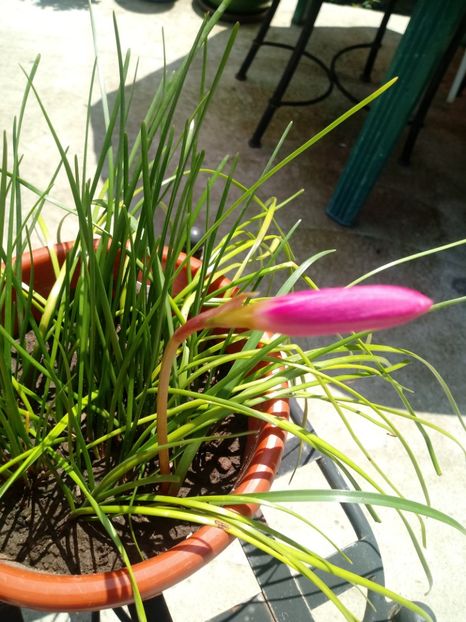 Zephyranthes Rosea - Diverse flori
