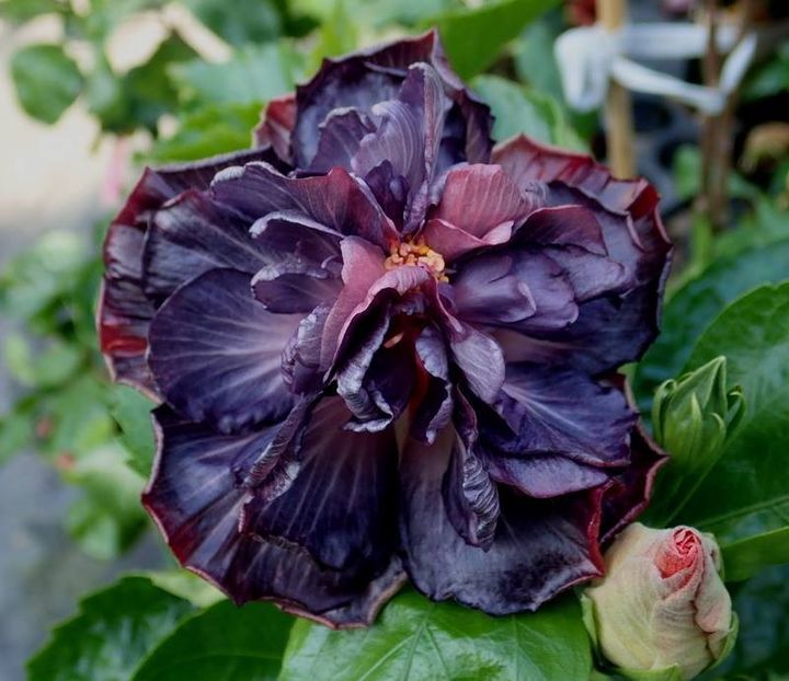  - Formosa Black Pearl