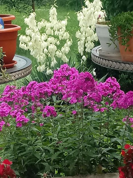  - Gradina mea