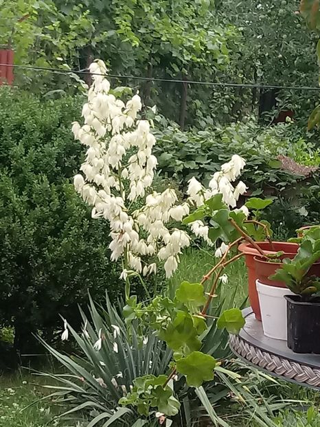  - Gradina mea
