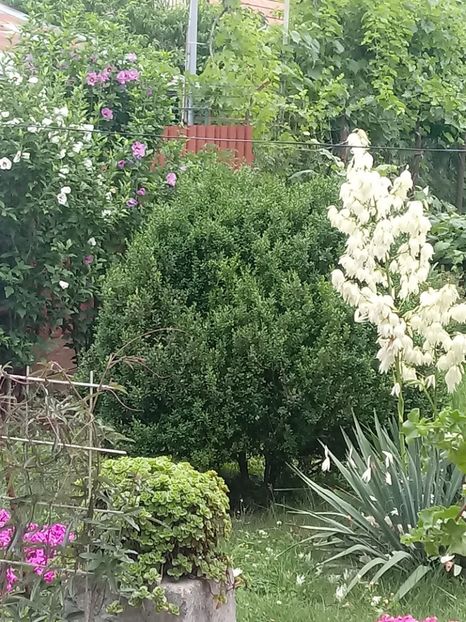 - Gradina mea