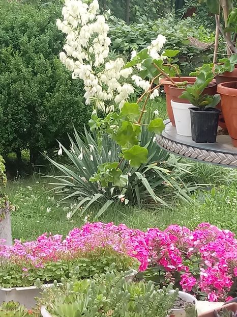 - Gradina mea