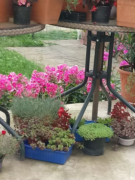  - Gradina mea