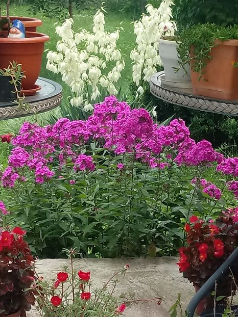  - Gradina mea