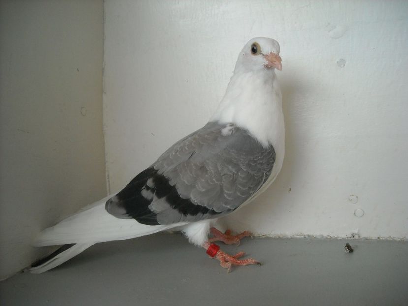  - PORUMBEI CARE MI AU APARTINUT