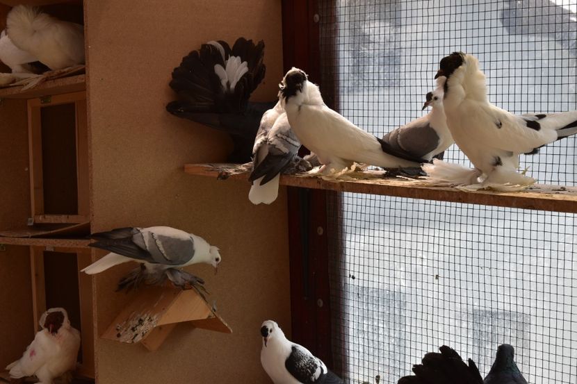  - Pui Cap de maur Negru 2018