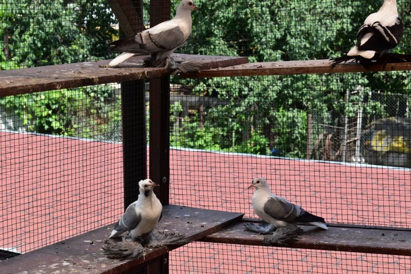  - Pui Randunele de saxonia 2018