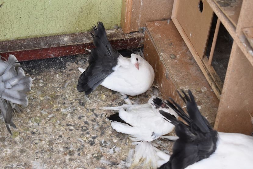  - Pui Voltati indieni albi cu coada NEAGRA 2018