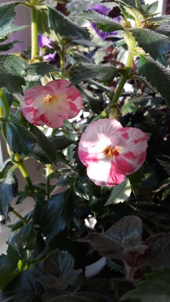  - R18 Royal Blush - renuntat