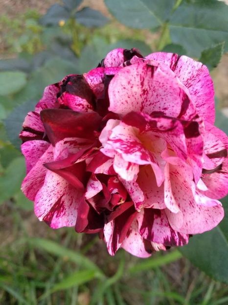 Trandafir New Image - New Image