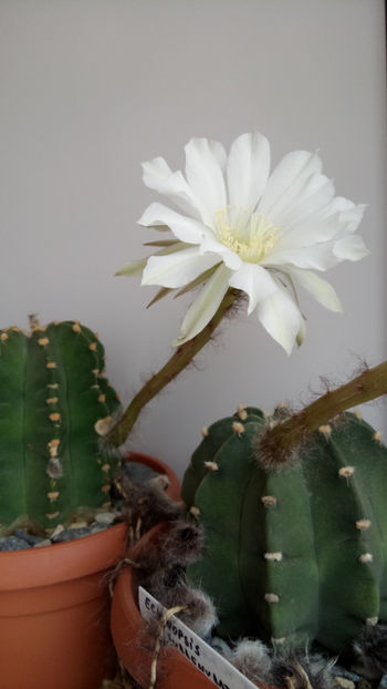 29.06.2018 - Echinopsis subdenudata