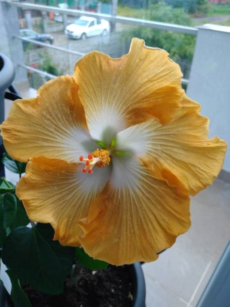 Moorea Sahara 2 - HIBISCUSI GOMER