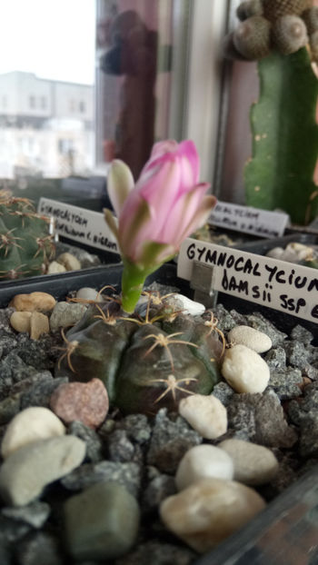 01.07.2018 - Gymnocalycium damsii ssp evae