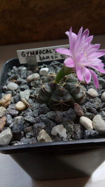 01.07.2018 - Gymnocalycium damsii ssp evae