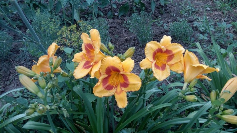 Fooled me - 2018 Hemerocallisi