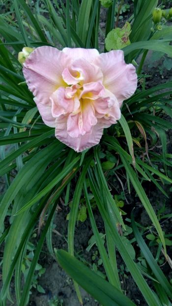  - 2018 Hemerocallisi