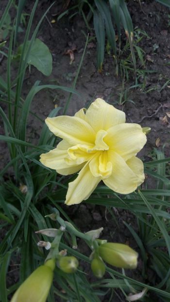  - 2018 Hemerocallisi