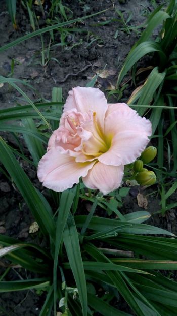  - 2018 Hemerocallisi