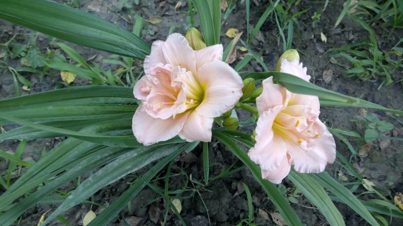  - 2018 Hemerocallisi