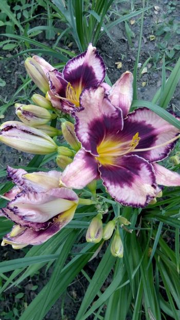  - 2018 Hemerocallisi