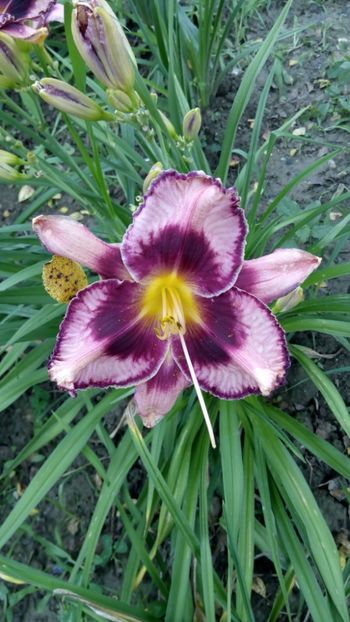  - 2018 Hemerocallisi