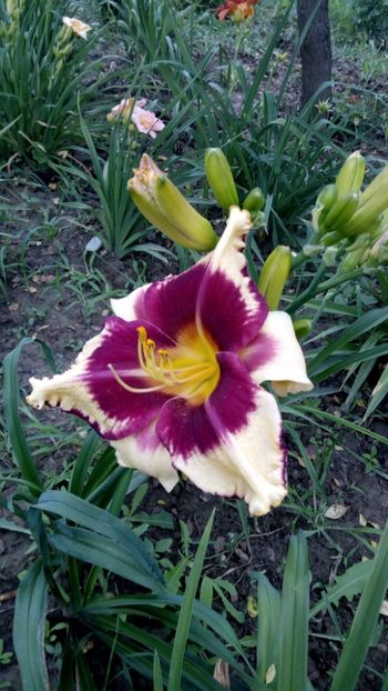  - 2018 Hemerocallisi