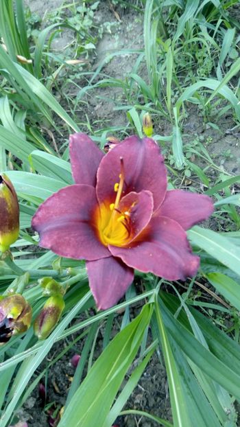  - 2018 Hemerocallisi