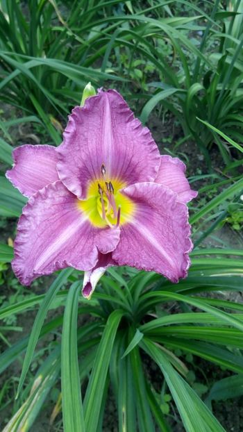  - 2018 Hemerocallisi