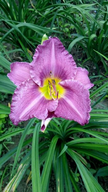  - 2018 Hemerocallisi