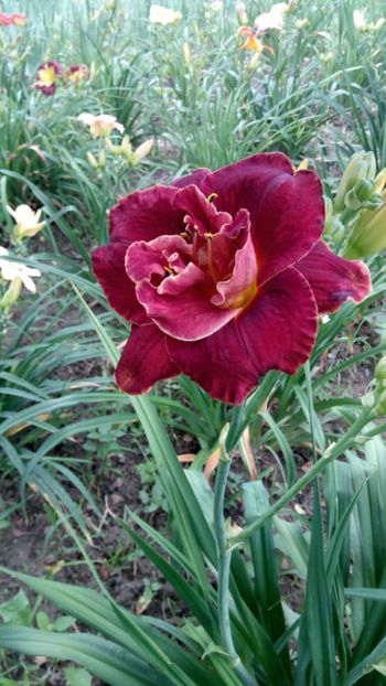  - 2018 Hemerocallisi