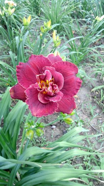  - 2018 Hemerocallisi