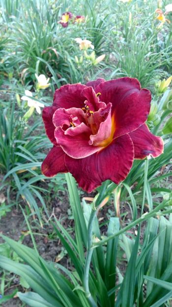  - 2018 Hemerocallisi