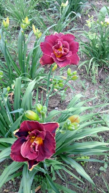  - 2018 Hemerocallisi