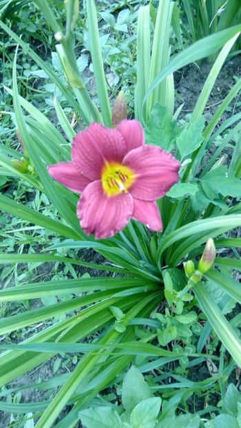  - 2018 Hemerocallisi