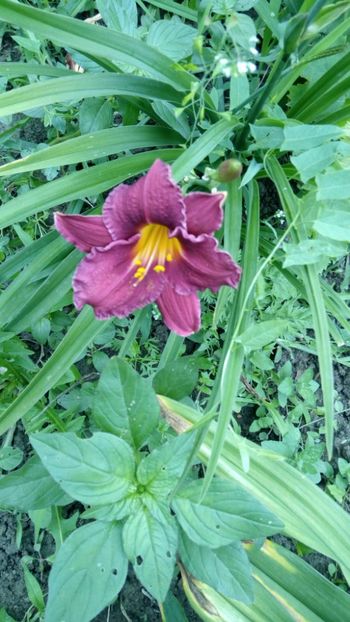  - 2018 Hemerocallisi