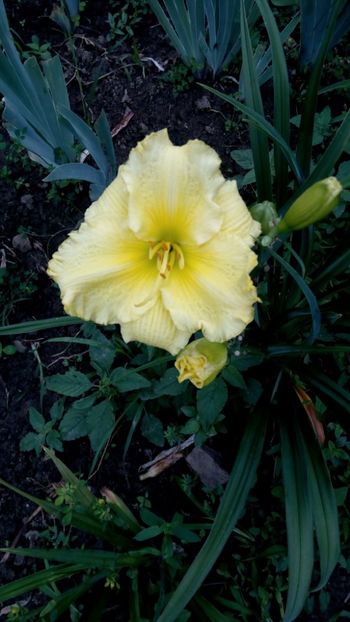  - 2018 Hemerocallisi