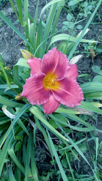  - 2018 Hemerocallisi