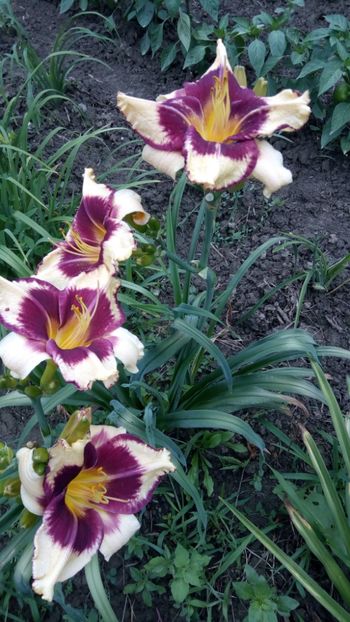  - 2018 Hemerocallisi