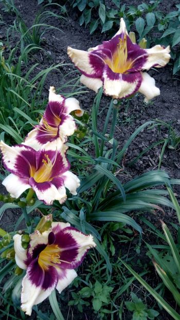  - 2018 Hemerocallisi