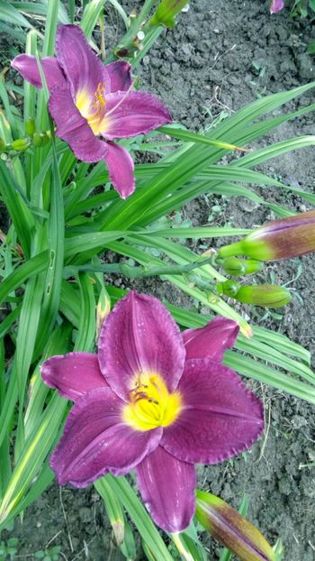  - 2018 Hemerocallisi