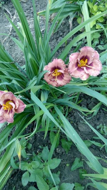  - 2018 Hemerocallisi