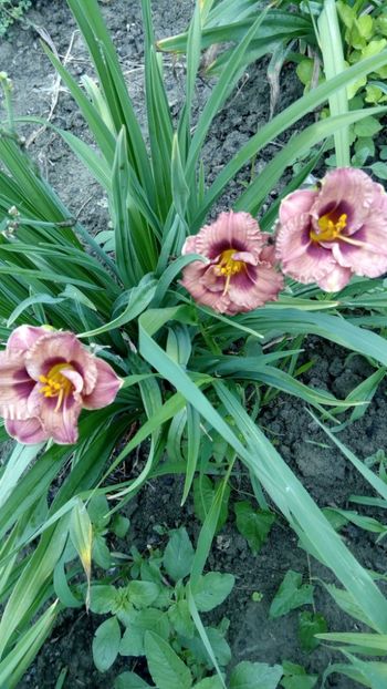  - 2018 Hemerocallisi