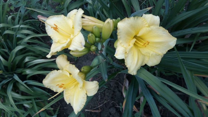  - 2018 Hemerocallisi