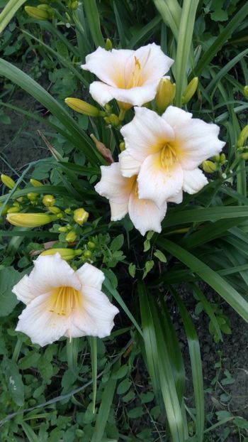  - 2018 Hemerocallisi