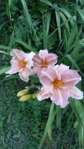  - 2018 Hemerocallisi